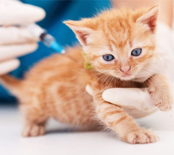 Ways to Keep Your Kitten Healthy and Disease-Free