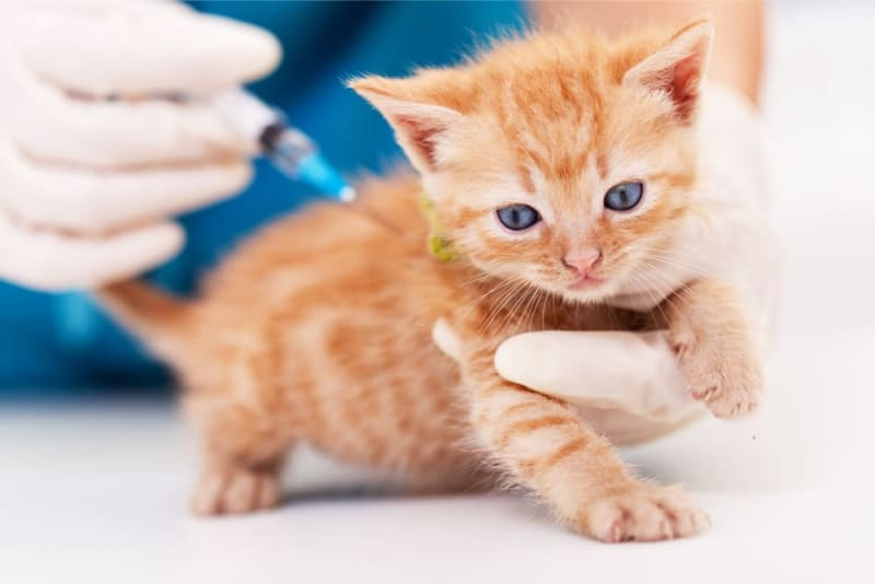 Ways to Keep Your Kitten Healthy and Disease-Free